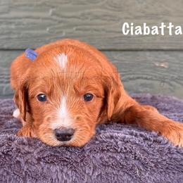 Ciabatta - Red  male Goldendoodle puppy in Lancaster, Minnesota from North Star Dog Training