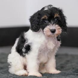 Jane (socialization program student) - Tri-color female Bernedoodle puppy in Dundee, Ohio from Down Home Doodle
