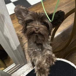 Saint - Yorkshire Terrier