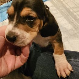 Basset Hound Puppies from Marvel-ous baby basset hounds