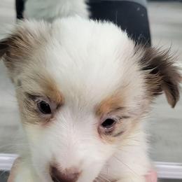 THE FLASH RMM - Red merle male Toy Australian Shepherd puppy in Norwood, Missouri from Looney Farm’s Toy & Mini Aussies