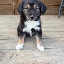 Ollie - Black tri male Miniature Australian Shepherd puppy in Cumberland, Wisconsin from Homestead Doxies & Shepherds LLC