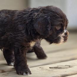Forest - Brown male Cocker Spaniel puppy in Winston Salem, North Carolina from The Hearthstead