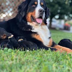 Harper - Black rust and white female Bernese Mountain Dog puppy in Stone Creek, Ohio from Highland Meadows