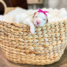 Bubblegum - Parti female Goldendoodle puppy in Sulphur, Louisiana from Curly Q’s Of Carlyss