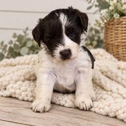 Cooper - Parti male Miniature Schnauzer puppy in Magalia, California from NorCal Schnauzers
