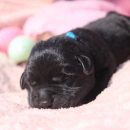 Bob - Black male Labrador Retriever puppy in Petersburg, Kentucky from Mahan Labs