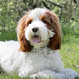 River - Australian Labradoodle