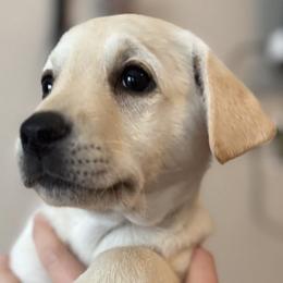 Labrador Retrievers from Timberland Creek Labradors