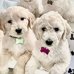 Goldendoodles from Dana Point Golden Doodles