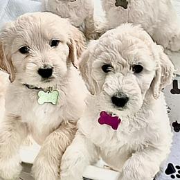 Goldendoodles from Dana Point Golden Doodles