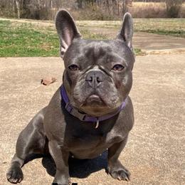 Luna - French Bulldog