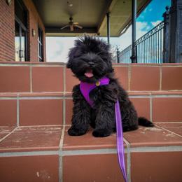 Miniature Schnauzer Puppies from Du Lac Miniature Schnauzers