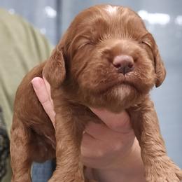 Blue Collar Male - Red male Cockapoo puppy in Mocksville, North Carolina from Hunting Creek Farms