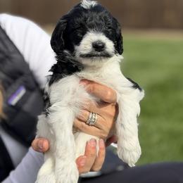 Bentley - Black and white male Bernedoodle puppy in Yuba City, California from Ranch House Doodles