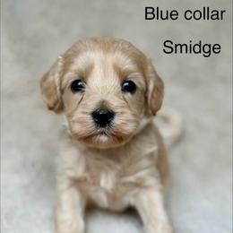 Smidge - Apricot male Australian Labradoodle puppy in Londonderry, New Hampshire from Granite State Labradoodles