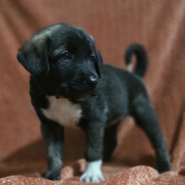 Darla - Fawn female Anatolian Shepherd Dog puppy in Drop Off To You, Florida from Florida Anatolian Shepherds