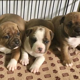 Staffordshire Bull Terrier Puppies from Rockstaff Staffords