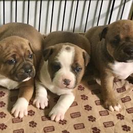 Staffordshire Bull Terrier Puppies from Rockstaff Staffords
