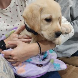 Bingley-Boy 4 - Yellow male Labrador Retriever puppy in Silsbee, Texas from AZ Kennels LLC