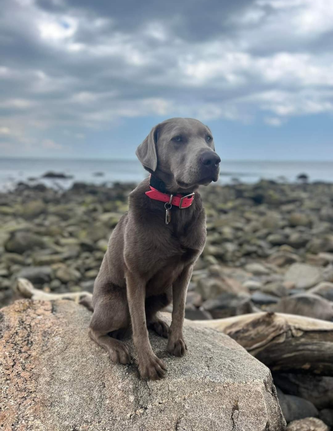 Dilute Retriever and Labrador Retriever All Grown Up from Southernend Silvers