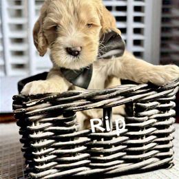 Rip - Caramel cream Australian Labradoodle puppy in Sun City, Arizona from Blue Line Doodles of Arizona