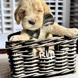 Rip - Caramel cream Australian Labradoodle puppy in Sun City, Arizona from Blue Line Doodles of Arizona