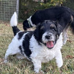 Pietro - Black tri-color male Aussiedoodle puppy in Marietta, Georgia from Dogwood Family Doodles