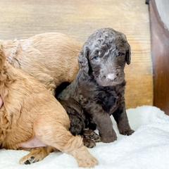 Double Doodle and Labradoodle Puppies from Magnolia & Finn Doodles