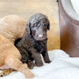 Double Doodle and Labradoodle Puppies from Magnolia & Finn Doodles