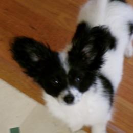 Papillon puppies from Otto’s Papillons