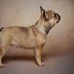 Angie - French Bulldog