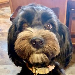Opal - Bernedoodle