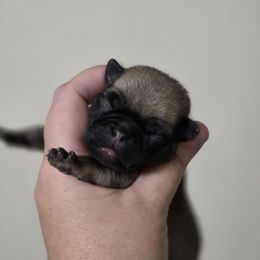 Boy 2 - Fawn male Pug puppy in Olin, North Carolina from Piggy Pugs