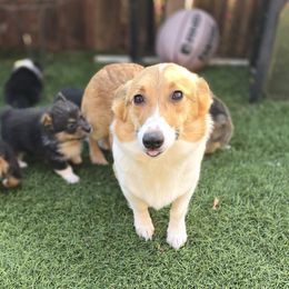 Munchkin - Pembroke Welsh Corgi