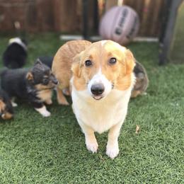 Munchkin - Pembroke Welsh Corgi