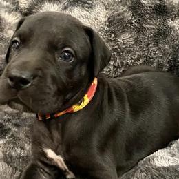 Girl 2 - Great Dane puppy in Dundee, Michigan from Weslow AKC Danes