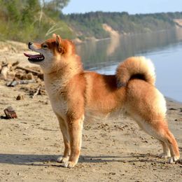 Neo - Shiba Inu