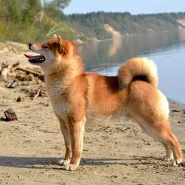 Neo - Shiba Inu