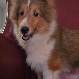 GAMER - White and sable female Shetland Sheepdog puppy in Texas from Nokomis Shelties