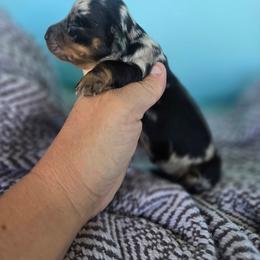Tulip - Dapple female Dachshund puppy in Riverdale, Utah from Holly Jolly Dachshunds