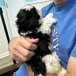 Shih Tzu Puppies from Seaside Shih Tzu