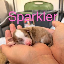 Sparkler - Red merle female Aussiedoodle puppy in Lincoln, California from Frenchie LOVE and Doodles
