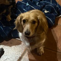Blessing - Dachshund