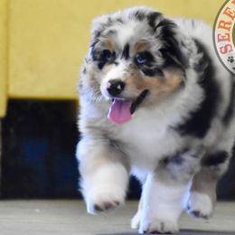 Australian Shepherds from Serenity Acres Aussies