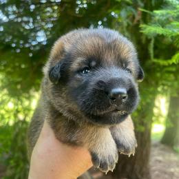 Taquito - Sable male German Shepherd puppy in Oakland, Oregon from VHM German Shepherds