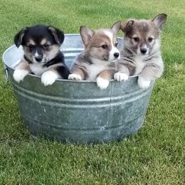 Pembroke Welsh Corgi Puppies from Quartz Hill Corgis