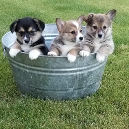 Pembroke Welsh Corgi Puppies from Quartz Hill Corgis