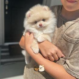 Armani - Cream male Pomeranian puppy in California from Petite Poms Of CA
