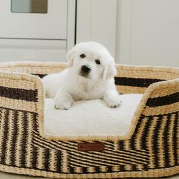 Girl 3 - Light golden female Golden Retriever puppy in Manti, Utah from Arrowhead Kennels